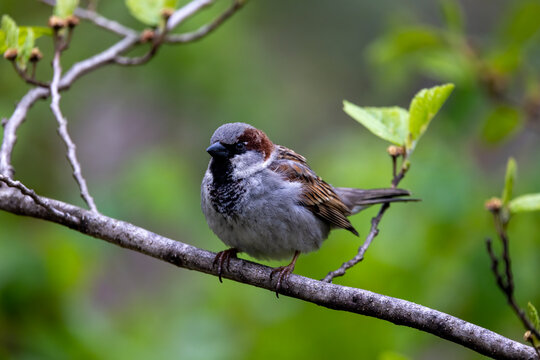 Sparrow Bird on a Tree Branch with Budding Leaves - Powered by Adobe