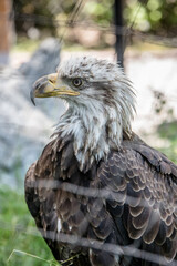 American Bald Eagle Portrait 