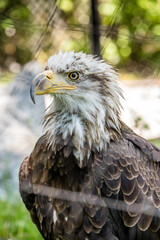 American Bald Eagle Portrait 