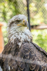 American Bald Eagle Portrait 