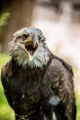 American Bald Eagle Portrait 