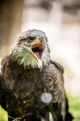 Fototapeta premium American Bald Eagle Portrait 