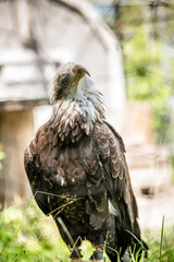 American Bald Eagle Portrait 