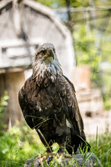 American Bald Eagle Portrait 