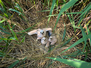 Fluffy harrier chicks waiting for feed. Western marsh harrier cubs, Circus aeruginosus, in nest built in reed. Bird of prey nesting in wildlife nature. Harrier in natural habitat. Breeding season. - obrazy, fototapety, plakaty