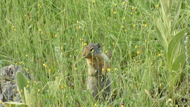 Squirrel slides stem to self to reach tasty flower bud LOOP