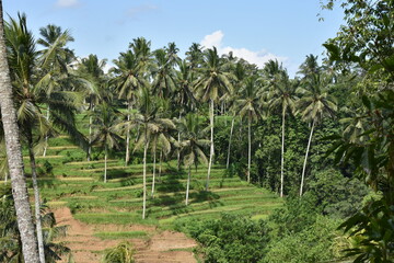 Obraz premium Coffee Plantation Terraces with Palm Trees in Bali