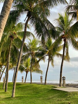 palm grove on the coast of the ocean