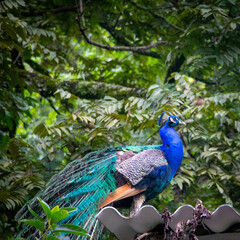 Fototapeta premium peacock on the roof of a house