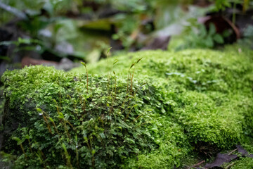 wet moss on a log