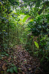 green forest in the morning