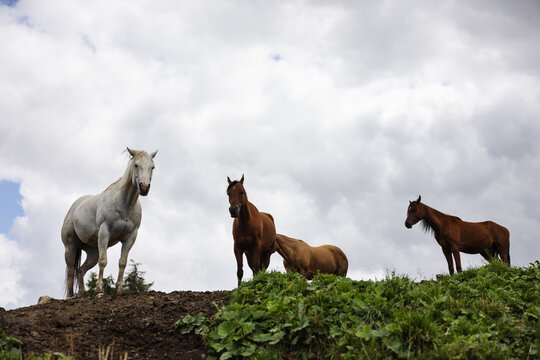 Group of horses, standing still