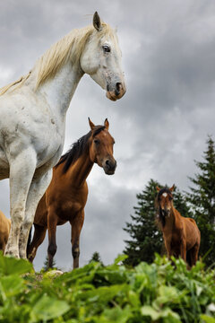 Group of horses, standing still