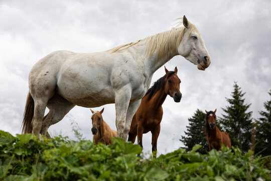 Group of horses, standing still