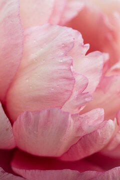 delicate pink peony petals