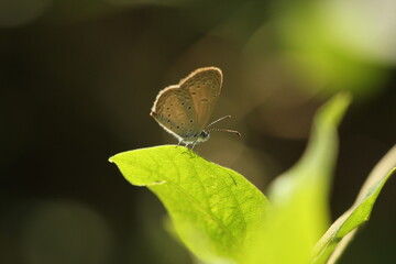 Obraz premium butterfly on leaf