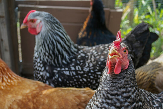 Close up photo of multiple chickens