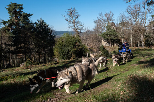 Huskies pulling a quad