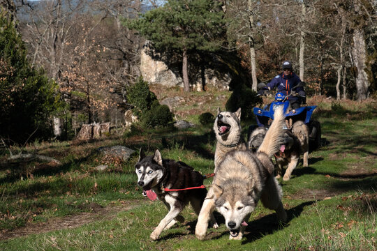 Huskies pulling a quad