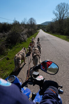 Huskies pulling a quad