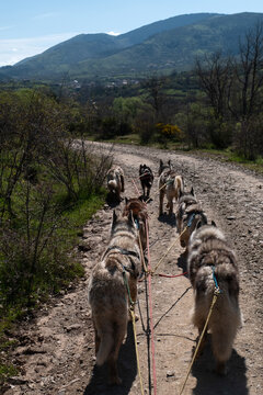 Huskies pulling a quad