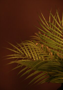 Indoor Palm Tree Plant in low light