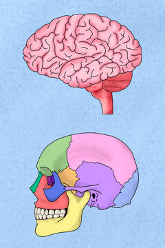 Human brain and skull illustration