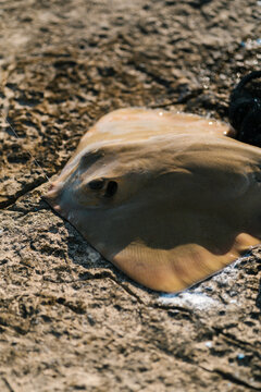 Urogymnus dalyensis on stone in sunlight