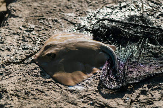 Caught stingray fish on ground near fishnet