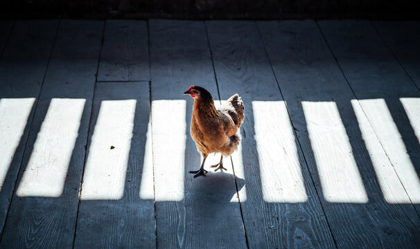 Chicken