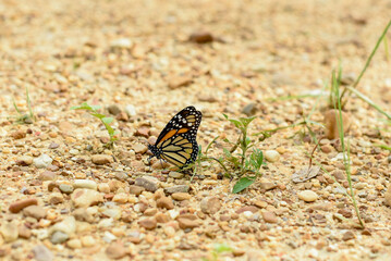butterfly on leaf
