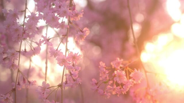 夕日に染まる満開の桜の花　日本　城の公園のサクラ