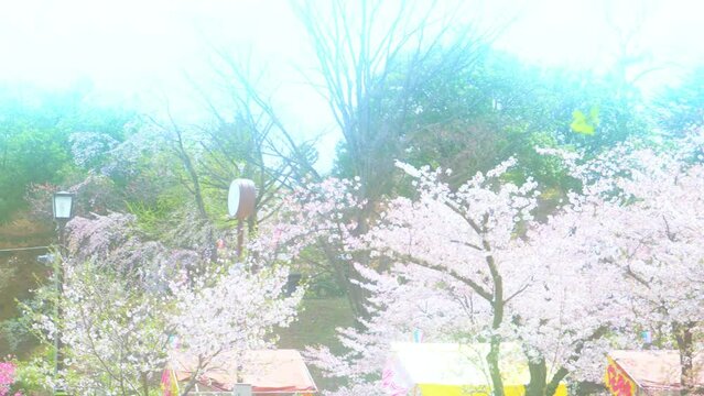 お城の中の桜まつりの桜　春　日本　