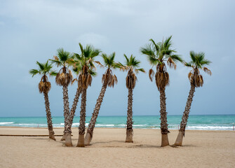 few palm trees on a sandy beach against the backdrop of cloudy sky © Margarita Vais 