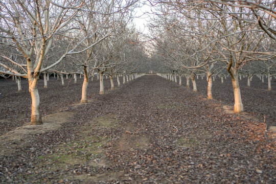 grove of leafless almond tree orchard