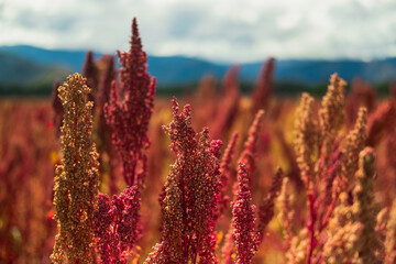Quinoa field