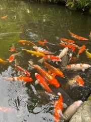 koi fish swimming in a pond