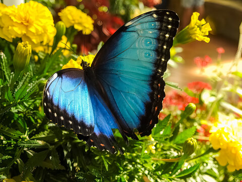 Blue butterfly  (Morpho helenor), the Helenor blue morpho or common blue morpho, is a Neotropical butterfly found throughout Central and South America).