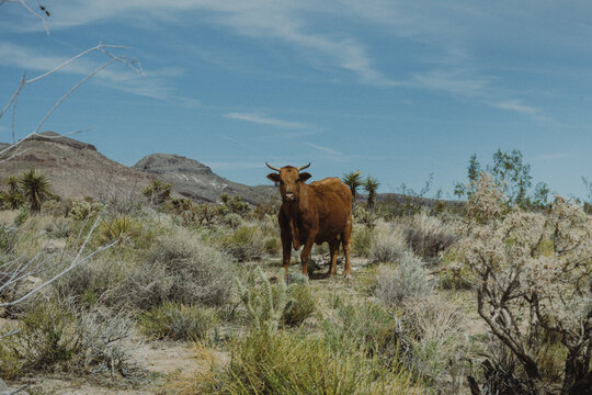 Mojave Cow