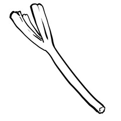 Simple green onion line drawing illustration design
