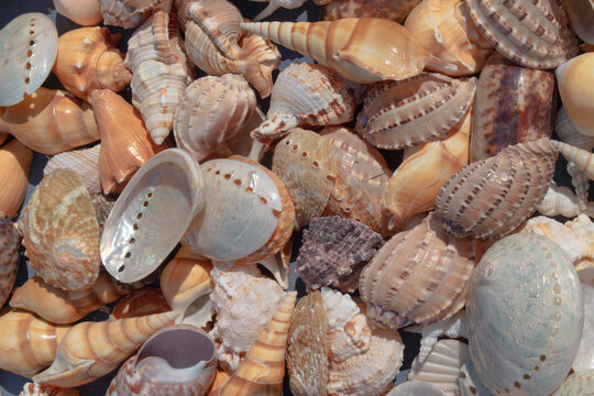 a pile of seashells background