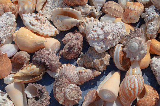 a pile of seashells background
