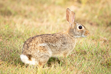 Naklejka na ściany i meble An Eastern Cottontail sitting in the grass
