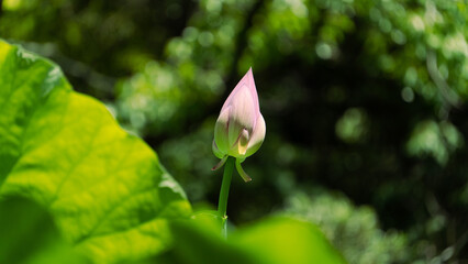 ピンクのハスの花とたくさんの蓮の葉