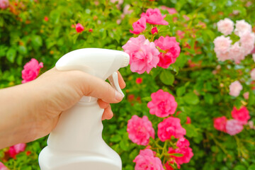 White bottle with disinfectant for roses in a female hand on a rose flower bed background. Remedy...