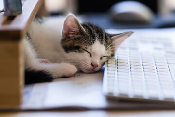cat asleep on keyboard