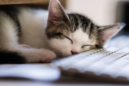 cat asleep on keyboard