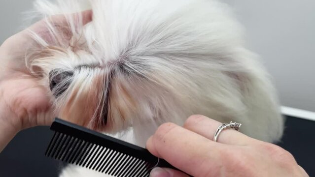 Young woman professional groomer making care and hairstyle of funny little white lapdog dog in grooming salon