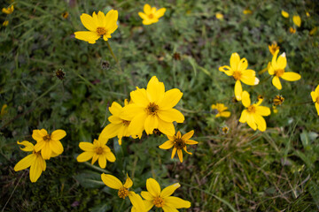 HUANCAVELICA, PERU - JULY 21, 2022: Small yellow flowers that grow in the high Andean valleys.