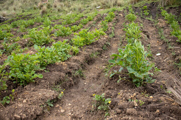 HUANCAVELICA, PERU - JULY 21, 2022: View of a potato crop. Better known as "chacra".
